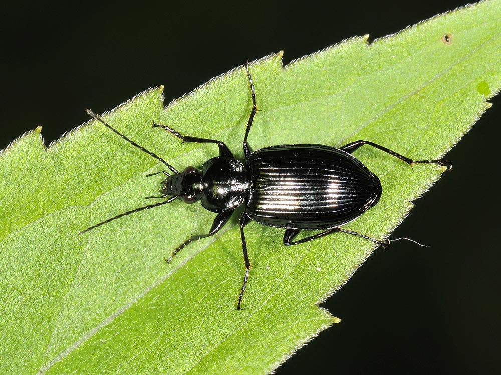 Agonum cfr. viduum - (Carabidae)